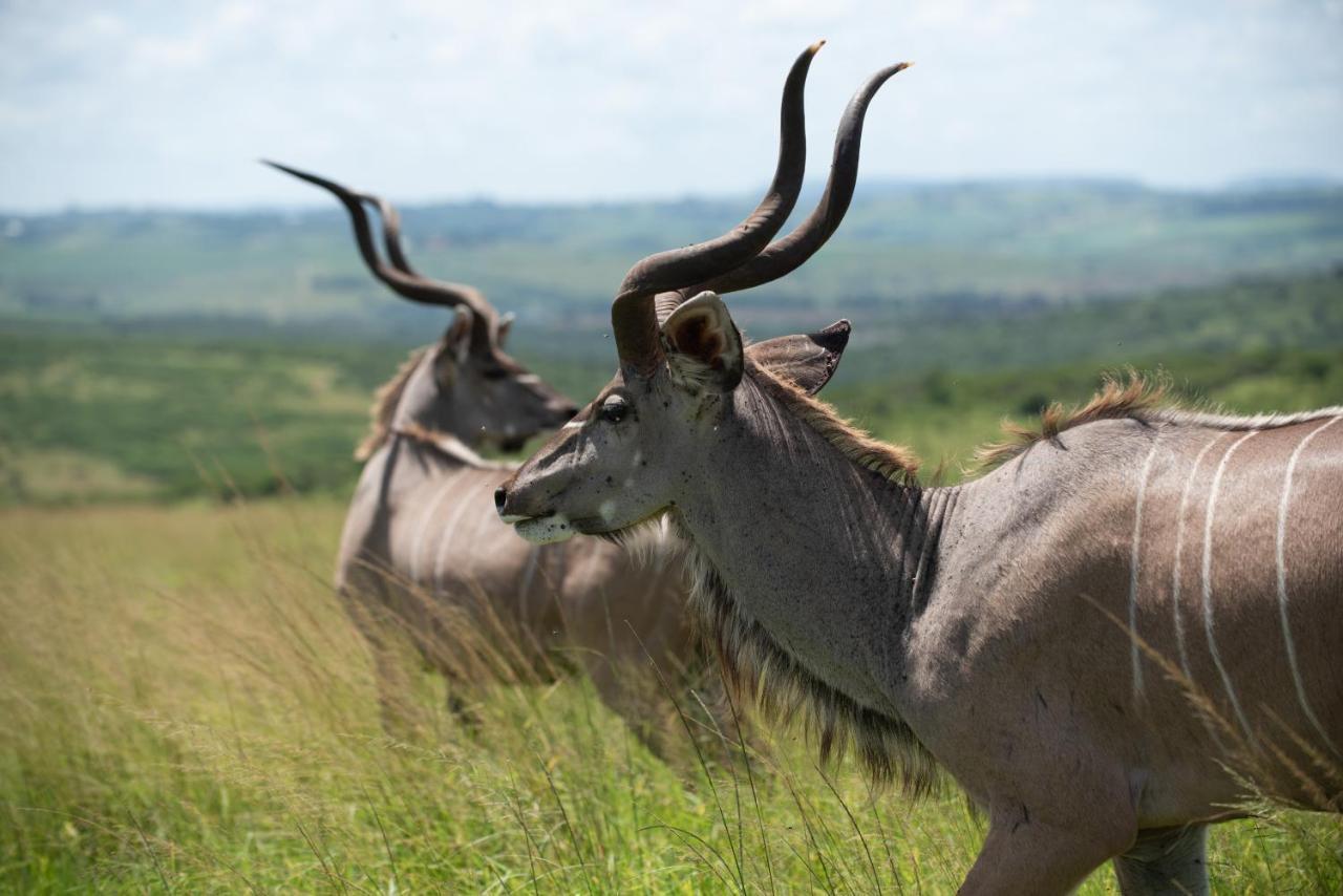 Tala Collection Game Reserve Silverton Экстерьер фото